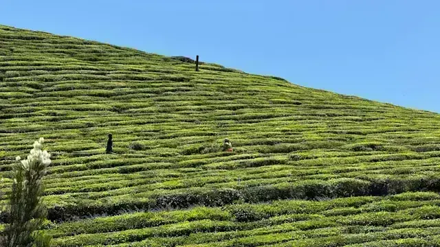 Coonoor Thumb 3