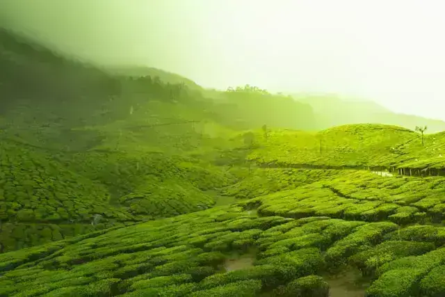 Munnar Weekend Getaway